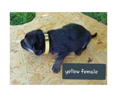 CHEAP German Shepherd puppies 4 Females and 5 Males available - 10