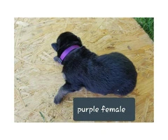 CHEAP German Shepherd puppies 4 Females and 5 Males available - 11