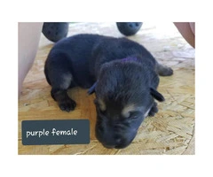 CHEAP German Shepherd puppies 4 Females and 5 Males available - 12