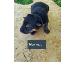 CHEAP German Shepherd puppies 4 Females and 5 Males available - 13
