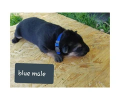 CHEAP German Shepherd puppies 4 Females and 5 Males available - 14