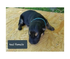 CHEAP German Shepherd puppies 4 Females and 5 Males available - 15