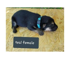 CHEAP German Shepherd puppies 4 Females and 5 Males available - 16
