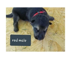 CHEAP German Shepherd puppies 4 Females and 5 Males available - 17