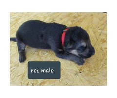 CHEAP German Shepherd puppies 4 Females and 5 Males available - 18