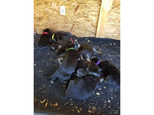 CHEAP German Shepherd puppies 4 Females and 5 Males ...