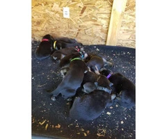 CHEAP German Shepherd puppies 4 Females and 5 Males available - 19