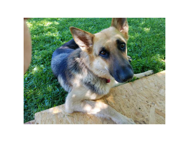 CHEAP German Shepherd puppies 4 Females and 5 Males available in