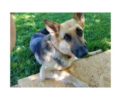 CHEAP German Shepherd puppies 4 Females and 5 Males available - 20