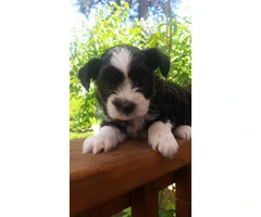 6 weeks old Yorkie Shih Tzu Pups for Sale