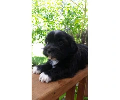 6 weeks old Yorkie Shih Tzu Pups for Sale - 2