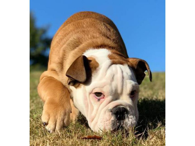 English Bulldog puppies for Rehoming in , Texas Puppies