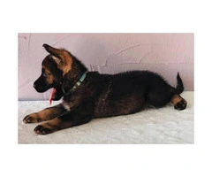 German shepherd puppies 4 males available - 3