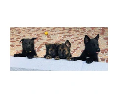 German shepherd puppies 4 males available - 5