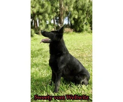 German shepherd puppies 4 males available - 7