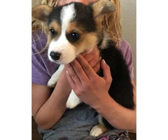 8 weeks Corgi puppy for sale