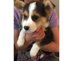 8 weeks Corgi puppy for sale - 2