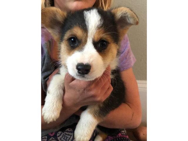8 weeks Corgi puppy for sale in Fargo, North Dakota - Puppies for Sale Near Me