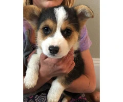 8 weeks Corgi puppy for sale - 3