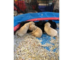 Registered lab puppies available