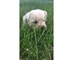 Registered lab puppies available - 2