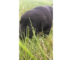 Registered lab puppies available - 3