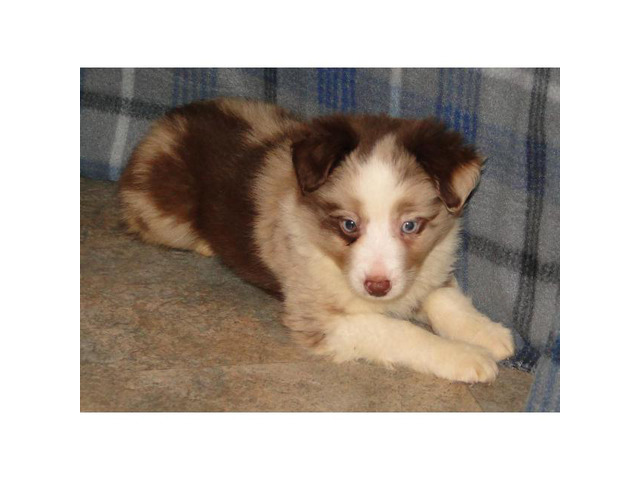 Mini Australian Shepherds Tyler - Puppies for Sale Near Me