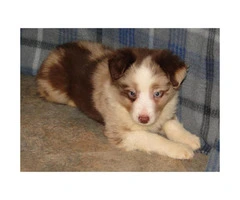 Mini Australian Shepherds