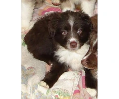 Mini Australian Shepherds