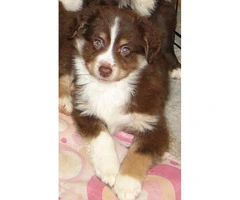 Mini Australian Shepherds