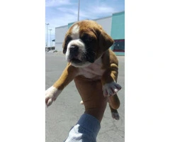 4 full bred Boxer Puppies , 8 week old