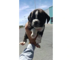 4 full bred Boxer Puppies , 8 week old - 2