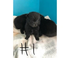 1 Male & 3 Female Pomeranian Puppies Available