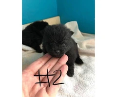 1 Male & 3 Female Pomeranian Puppies Available - 2