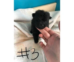 1 Male & 3 Female Pomeranian Puppies Available - 3