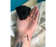 1 Male & 3 Female Pomeranian Puppies Available - 4