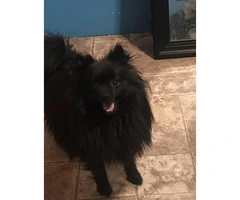 1 Male & 3 Female Pomeranian Puppies Available - 6