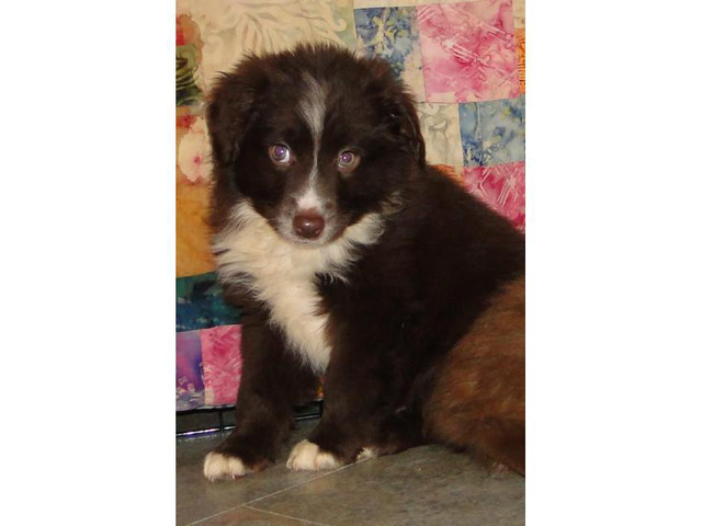 Mini Aussies Marshall - Puppies for Sale Near Me