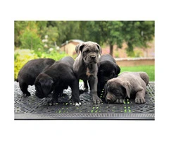 5 Males and 1 blue Female Cane Corso Pups for Sale