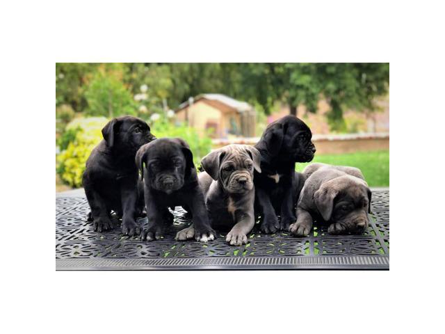 5 Males and 1 blue Female Cane Corso Pups for Sale in San
