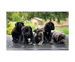 5 Males and 1 blue Female Cane Corso Pups for Sale - 2