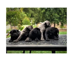 5 Males and 1 blue Female Cane Corso Pups for Sale - 4