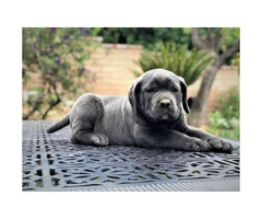 5 Males and 1 blue Female Cane Corso Pups for Sale - 7
