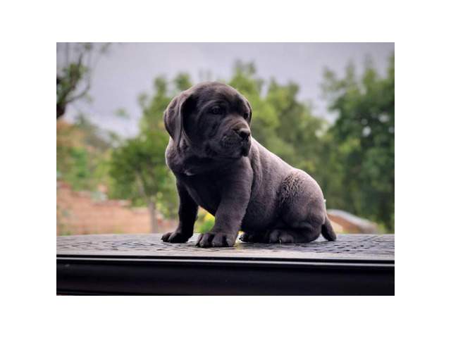 5 Males and 1 blue Female Cane Corso Pups for Sale in San