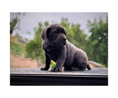 5 Males and 1 blue Female Cane Corso Pups for Sale - 8