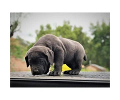 5 Males and 1 blue Female Cane Corso Pups for Sale - 9