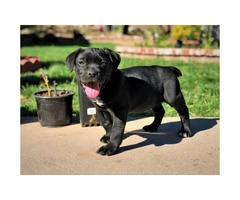 5 Males and 1 blue Female Cane Corso Pups for Sale - 11