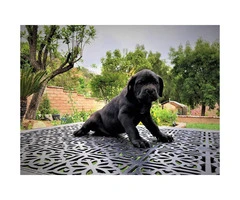 5 Males and 1 blue Female Cane Corso Pups for Sale - 13