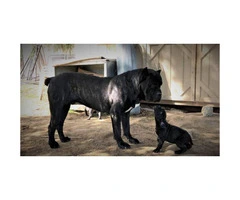 5 Males and 1 blue Female Cane Corso Pups for Sale - 14