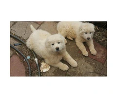 5 Great Pyrenees puppies UTD on shots and worming
